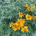 Tagetes lemmoniiFlower