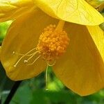 Abutilon spp. Blomst