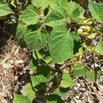 Physalis pubescens Leaf