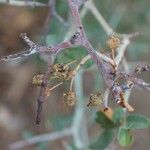 Ceanothus cordulatus Frutto