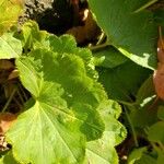 Alchemilla mollis برگ