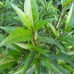 Justicia gendarussa Лист