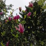 Magnolia liliiflora পাতা