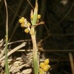 Carex aurea Alkat (teljes növény)