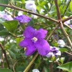 Brunfelsia unifloraFlor