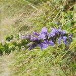 Lobelia siphiliticaÕis