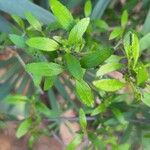 Rubia fruticosa Hoja