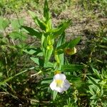 Gratiola officinalis Квітка