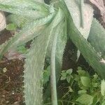 Aloe buettneri
