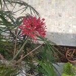Jatropha multifida Kwiat