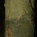 Thyrsodium guianense Bark