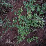 Ribes roezlii Habit