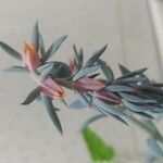 Echeveria shaviana Flower