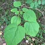 Catalpa speciosa Blad