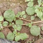 Trianthema portulacastrum Leaf