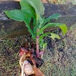 Smallanthus sonchifolius Frucht