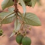 Vangueriopsis lanciflora Meyve