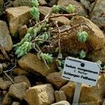 Sedum morganianum ശീലം