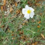 Helianthemum apenninum Žiedas