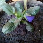 Viola × williamsii Leaf