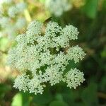 Laserpitium latifolium Flor