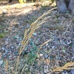Helictochloa bromoides Fula