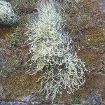 Rumex induratus অভ্যাস