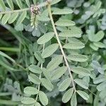 Astragalus asterias পাতা