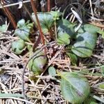 Pyrola chlorantha Hoja