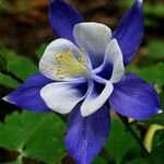 Aquilegia coerulea Квітка