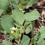Tripodion tetraphyllum Hoja