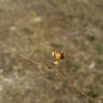 Helianthemum ledifolium Плод