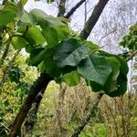 Magnolia sprengeri Blad