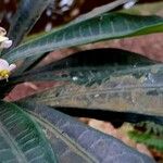 Euphorbia lophogona Blad