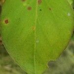 Lysimachia congestiflora Leaf