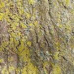 Acer cappadocicum Bark