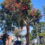 Corymbia ficifoliaফুল