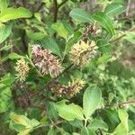 Salix hastata 花