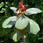 Quercus tarahumara Hoja