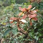 Heteropterys panamensis Blüte