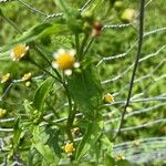 Galinsoga parvifloraFlower