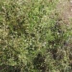 Spergularia diandra Hábito