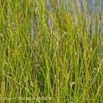 Juncus filiformis অভ্যাস