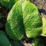 Trachystemon orientalis Hostoa