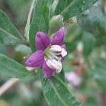 Lycium chinense പുഷ്പം