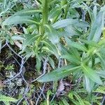 Erysimum odoratum Blad