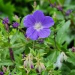 Geranium pratenseKvět