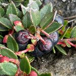 Gaultheria myrsinoides Plod