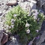 Polemonium elegans Habitus