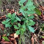 Quercus alba Folha